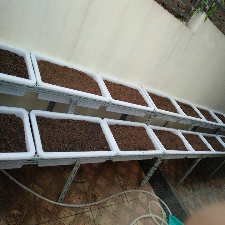 Khay Nhưa Trồng Rau Sạch