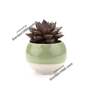 Sen đá nâu - Cây văn phòng - Cây nội thất - Cây để bàn
