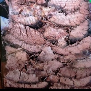 500g vỏ dừa trồng lan đã qua xử lý