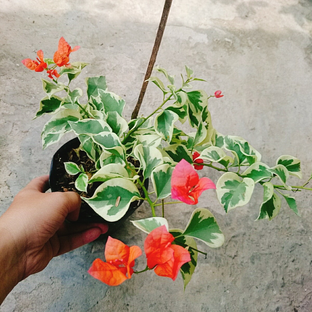 Cây hoa giấy cẩm thạch  - cây cảnh để bàn