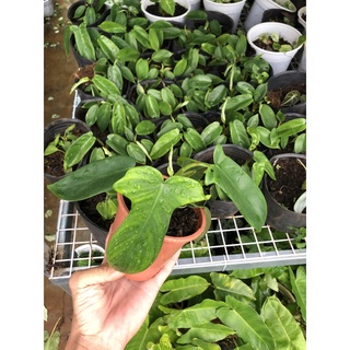 Trầu Bà Cánh Én - Philodendron Florida