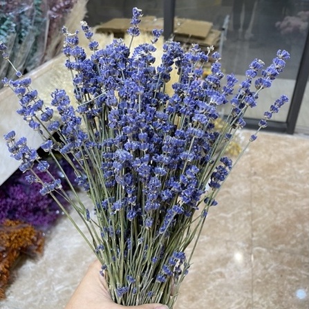 Hoa Khô Lavender, Hoa Oải Hương Lavender Thơm Ngát, Decor Siêu Xinh