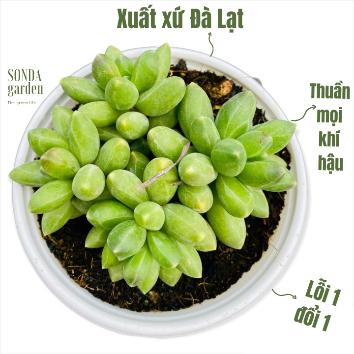 Sen đá kim cương xanh SONDA GARDEN size trung bình 6-9cm, xuất xứ Đà Lạt, khoẻ đẹp, lỗi 1 đổi 1