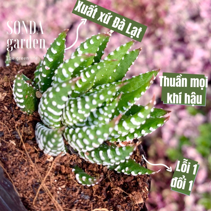 Sen đá móng rồng SONDA GARDEN size bé 5-8cm, xuất xứ Đà Lạt, khoẻ đẹp