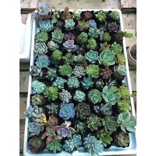 Sen đá size BẦU mix 10 cây