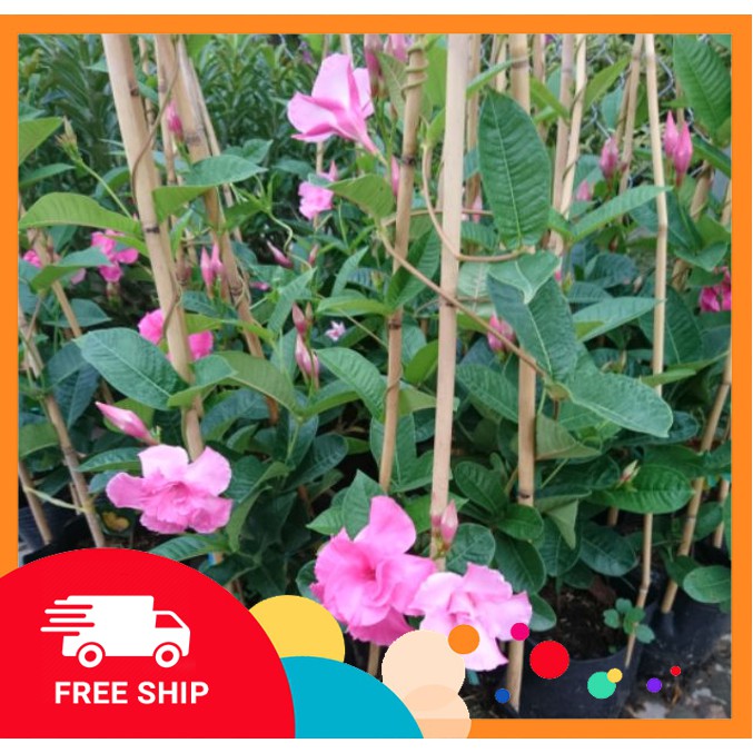 Cây Hoa Hồng Anh cánh kép [Freeship] Trồng trang trí sân vườn, tạo hàng rào hoa, cổng hoa, leo nhà cao tầng