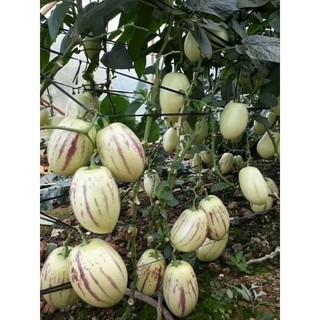 sỉ hạt giống đưa pepino siêu hot hit Minhquan