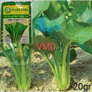 Hạt giống Cải Ngọt