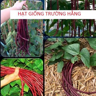 🍀HẠT GIỐN ĐẬU ĐŨA TÍM🍀 CAO SẢN SIÊU NĂNG XUẤT