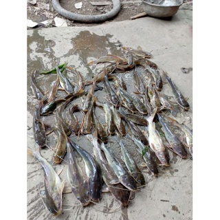 MỒI CÂU CÁ LĂNG THAILAND NHÃN XANH