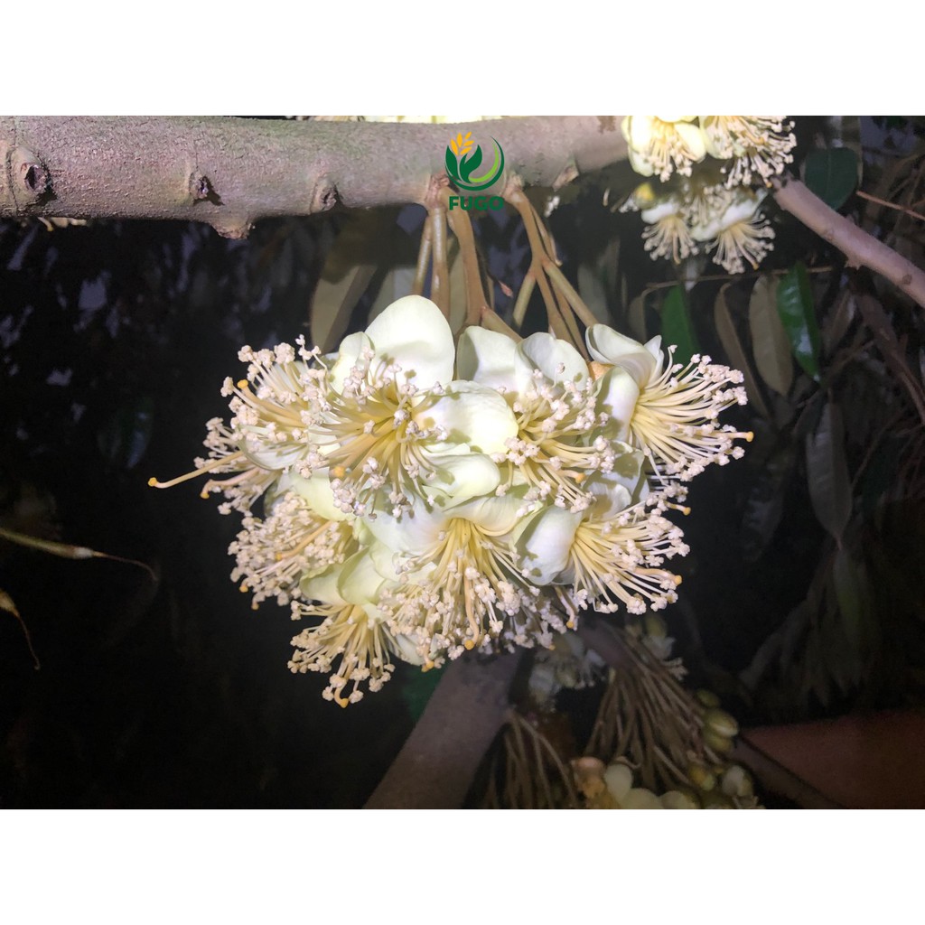 AMINO Pháp  xanh đọt, bóng trái, xanh lá, mát cây