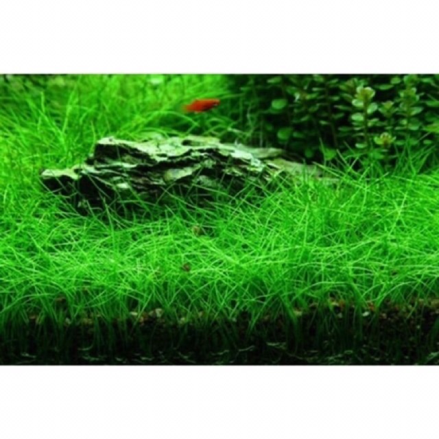 Ngưu Mao Chiên Lùn Xoè - Cỏ Nền Thuỷ Sinh