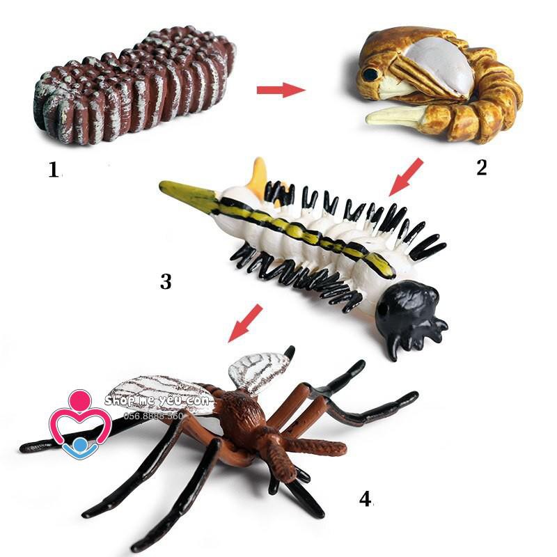 Mô Hình Vòng Đời hình thành và phát triển Động Vật, Thực Vật, Côn Trùng - Bé Khám Phá Khoa Học Life cycle