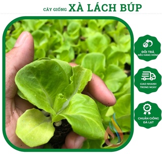 Combo 5 cây rau giống Xà Lách Búp chuẩn giống Đà Lạt