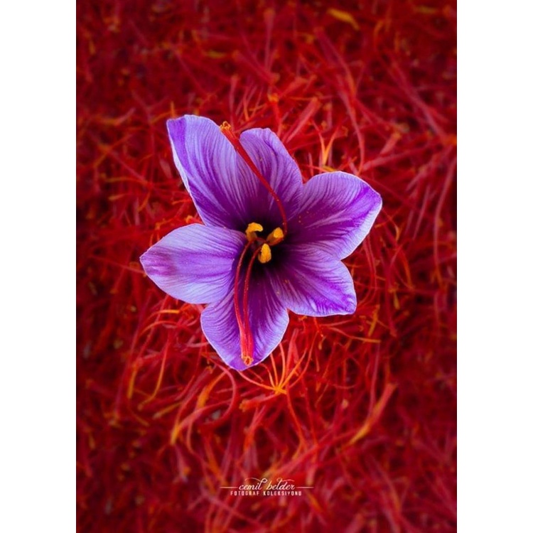 Nhụy hoa nghệ tây Healthy care tashrifat negin saffron hỗ trợ làm đẹp và sức khỏe 1/3g quatangme