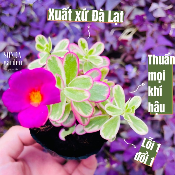 Sen đá cỏ sam SONDA GARDEN size bé 5-6cm, xuất xứ Đà Lạt, khoẻ đẹp, lỗi 1 đổi 1