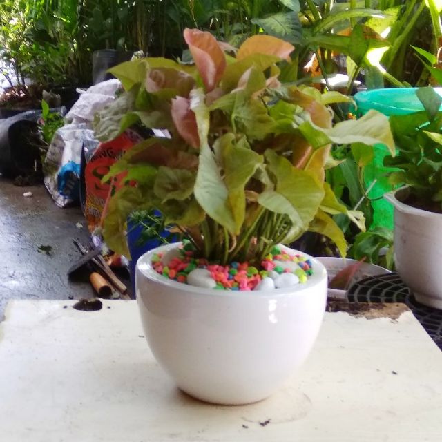 Caladium Hồng - Trầu Bà Lá Hồng