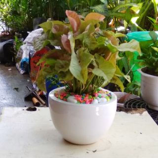 Caladium Hồng - Trầu Bà Lá Hồng