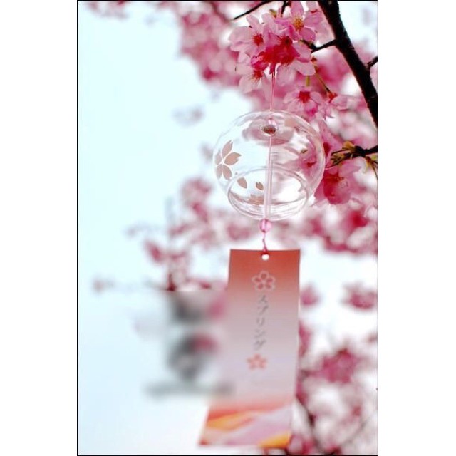 Chuông gió Furin phong cách Nhật Bản hoa anh đào sakura hồng trong suốt