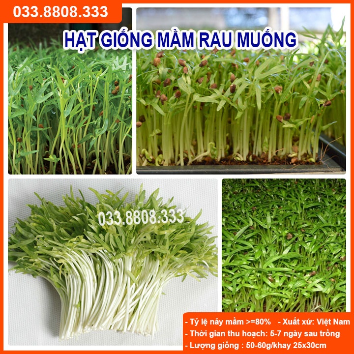 Hạt Giống Rau Mầm Rau Muống 1Kg (rau muống mầm)  - Rau Nhanh Thu Hoạch