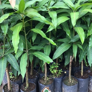 CÂY XOÀI THÁI TÍM