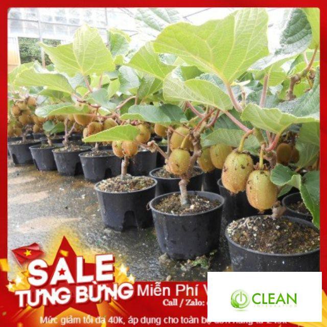 Hạt Giống Kiwi - 30 Hạt