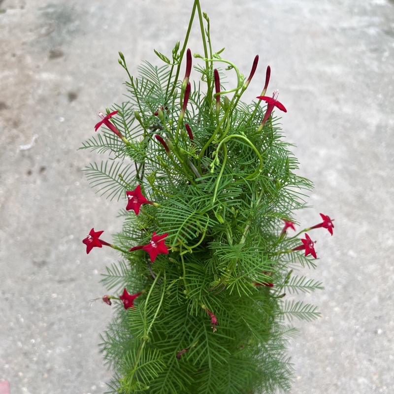 Cây hoa sao thân leo cao 70cm, cây hoa leo giàn trang trí sân vườn và ban công tạo bóng mát