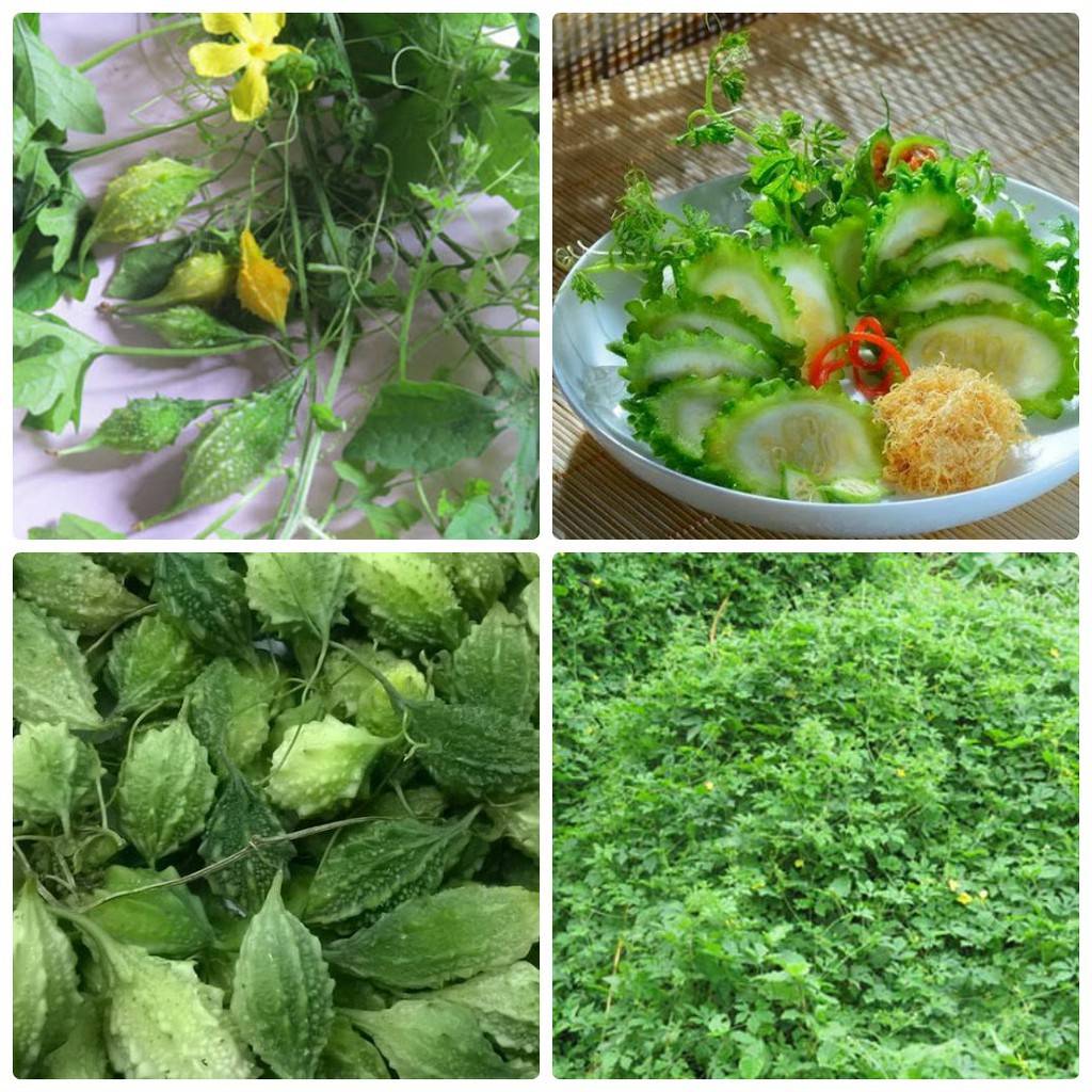 Hạt Giống Khổ Qua Rừng PhuNongSeeds - 1g