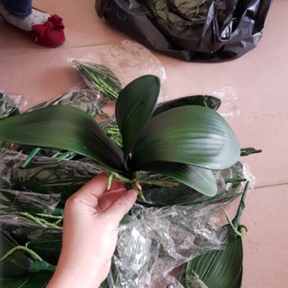 Combo la lan tròn
