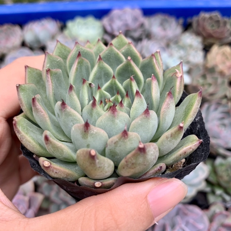 SEN ĐÁ BÁNH BAO XANH GIỐNG MỚI