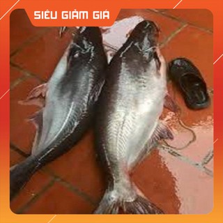 [Combo] R [cám D3]Mồi Câu Cá D3 siêu nhạy,cá tra, trê, rô phi-cám câu cá [Giá rẻ]