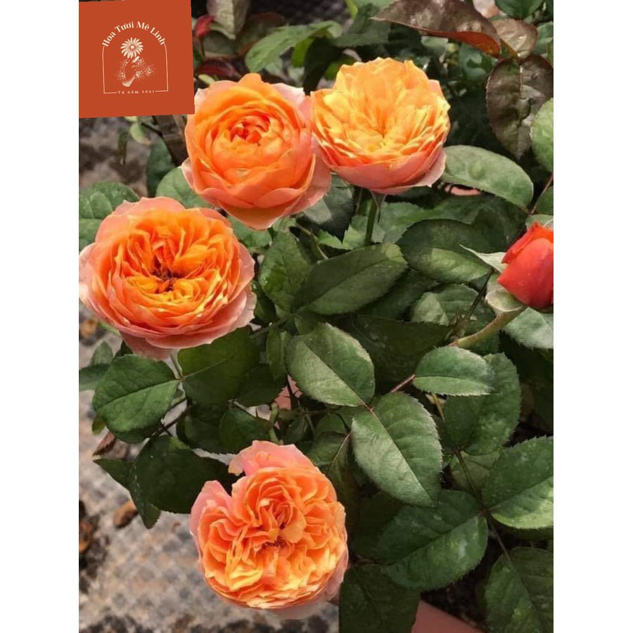 Hoa hồng ngoại Sweet Vuvuzela rose -HoaTuoiMeLinh