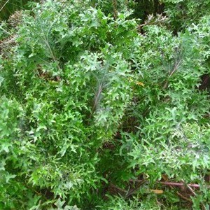 50H - Hạt giống Kale Mossy (Frilly Kale) - Kale Rong Biển kép F1 Giống Mỹ nảy 100%