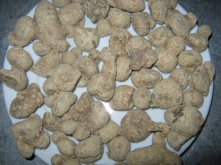 100gr Củ tam thất nam