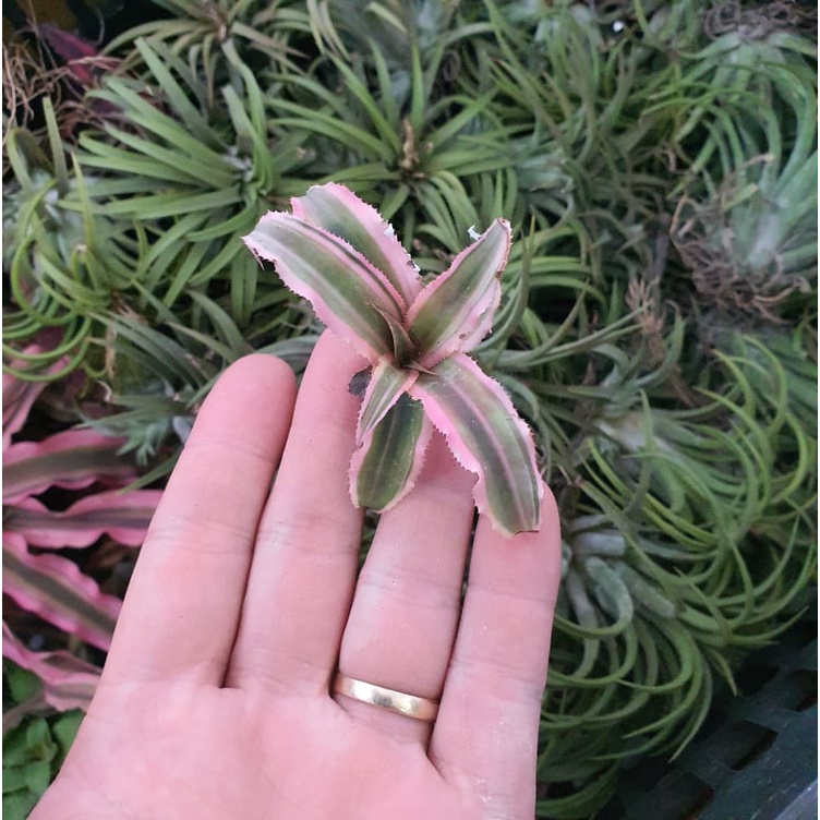 Dứa mini, dứa phụng, dứa màu, dứa nam mỹ set terrarium bán cạn