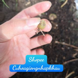 Combo 4 Củ Giống CADATUM