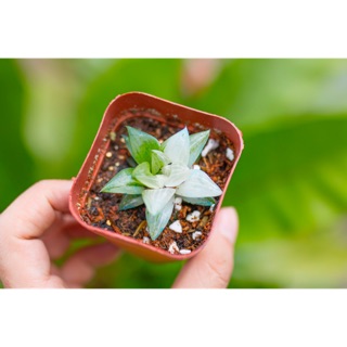 Haworthia MS 11