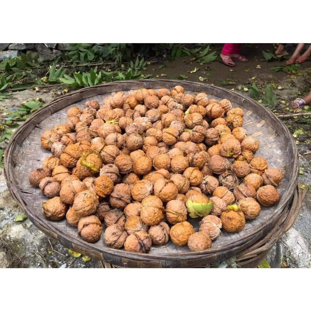 Óc Chó Nếp Hà Giang 500g