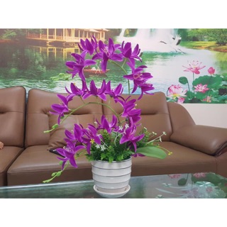 Nguyên liệu lam hoa lan móng rồng