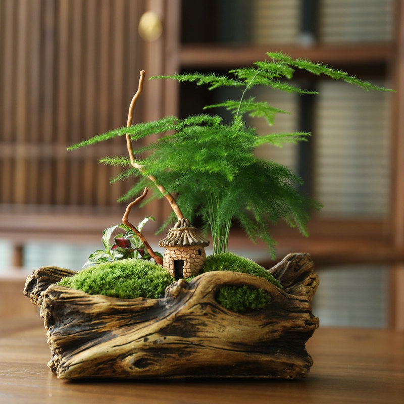 Kim thuỷ tùng mini cây size 12-18cm để bàn, làm terrarium, bán cạn, bàn trà