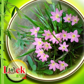Cây Ngải Nàng Mơn giống Xiêm chiêu tài Quấn khách