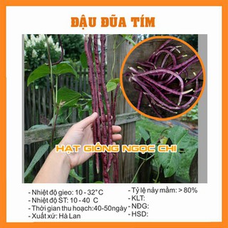 Hạt Giống Đậu Đũa Tím (Hạt Giống Ngọc Chi) - 5Gram