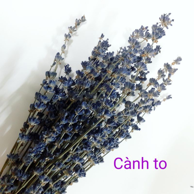 [xem mô tả] Hoa Lavender (oải hương) khô nhập khẩu Pháp trang trí resin, thiệp, các sản phẩm handmade