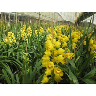 Củ địa lan santo hoa têt,bông màu vàng HOẶC MIXX MÀU TÙY CHỌN