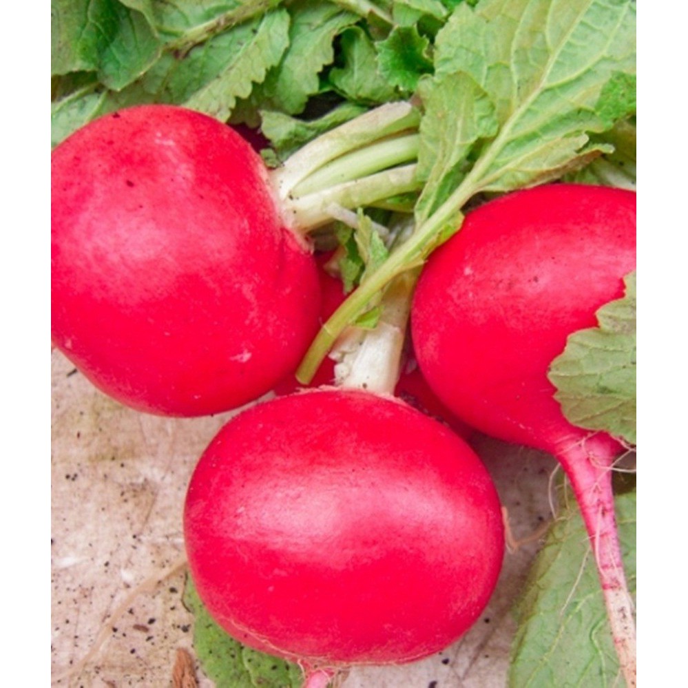 HẠT GIỐNG CỦ CẢI ĐỎ TRÒN F1 - GÓI 1 GRAM