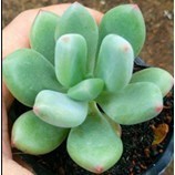Combo 03 sen đá sen sỏi xanh- Hàng thuần, siêu dễ trồng, LỖI 1 ĐỔI 1