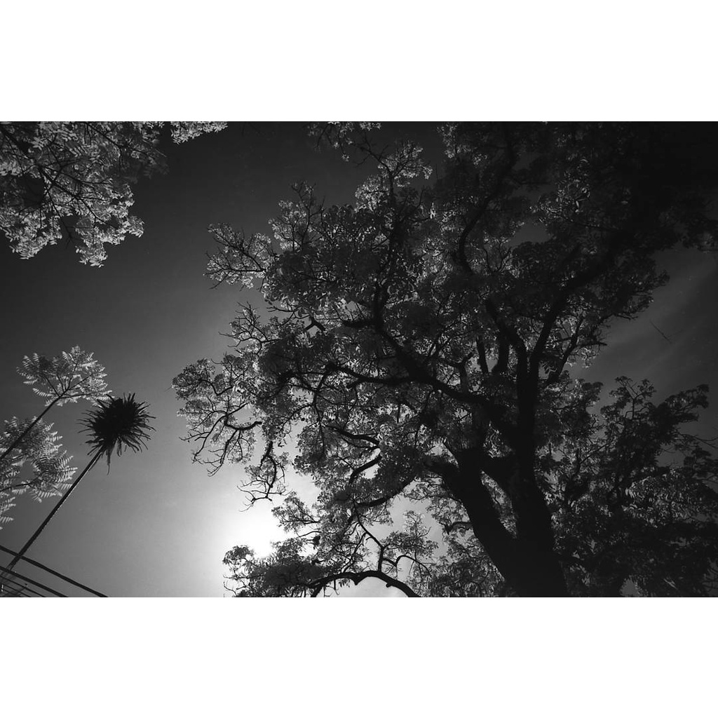 Phim Rollei Retro 80S ISO 80, Đen Trắng B&W, 135/35mm x 36 Kiểu, In Date Cho Máy Chụp Ảnh Film - LIIQ Flash