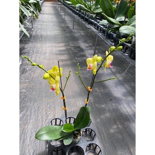 Lan hồ điệp đang ngồng