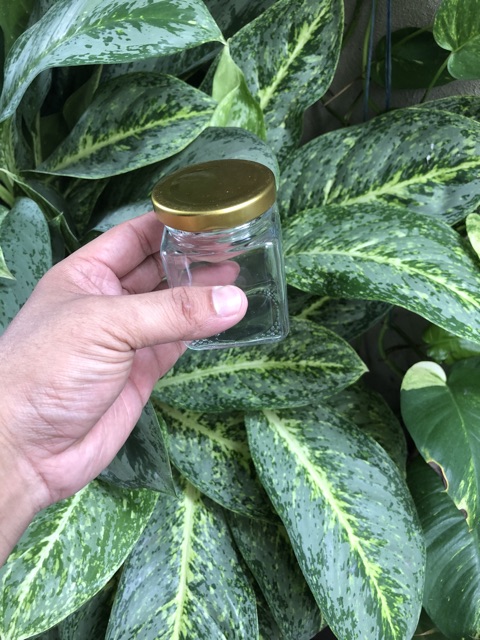 Hũ thuỷ tinh vuông 150ml 100ml  50ml | BigBuy360 - bigbuy360.vn