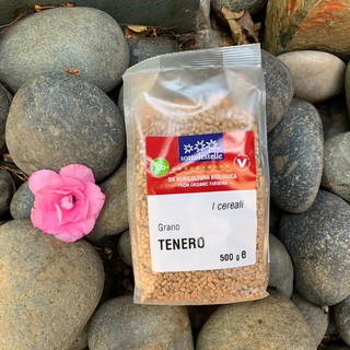 Hạt lúa mì hữu cơ Sotto 500g - Cỏ Lúa Mì Đỏ Wheatgrass (Triticum aestivum)